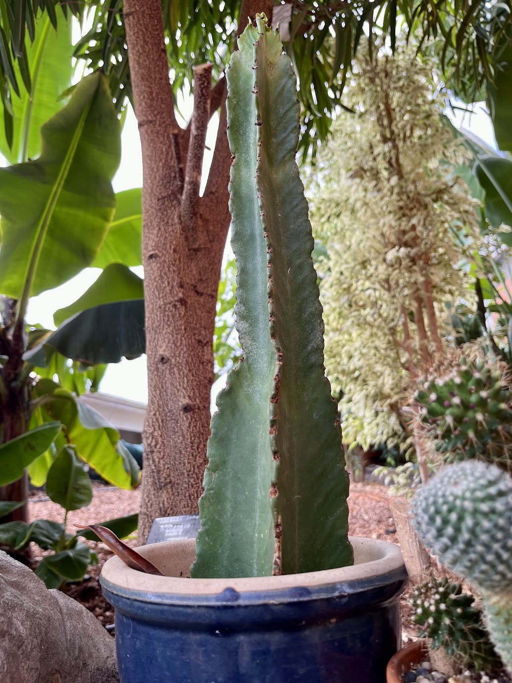 Tall euphorbia cactus in a blue glazed pot