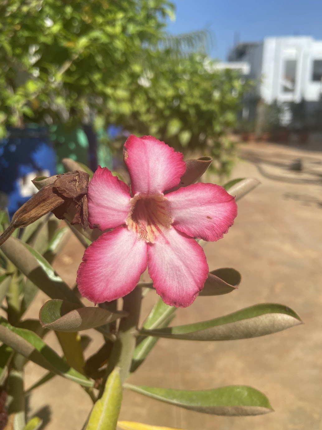 Single pink adenium flower in sunlight
