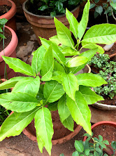 Bright green leafy shrub