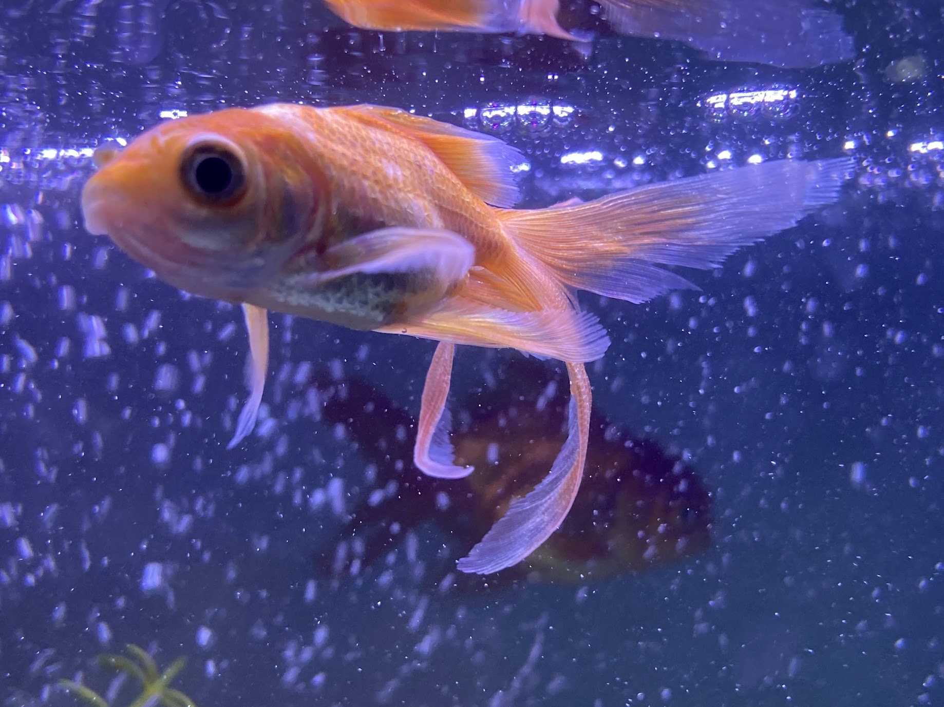 Fancy goldfish with long flowing fins