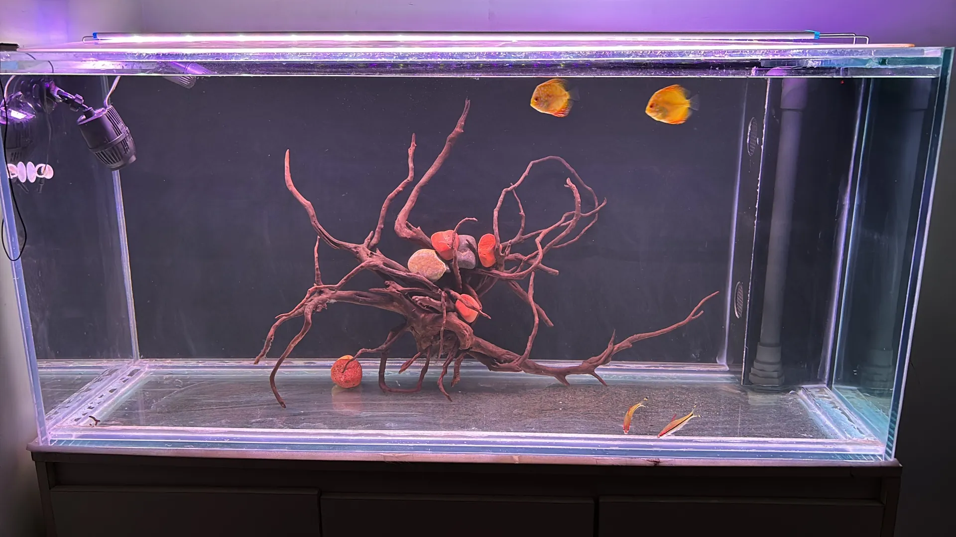 Pair of orange discus above a driftwood centerpiece in the big tank