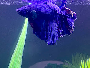 Deep purple halfmoon betta with flowing fins
