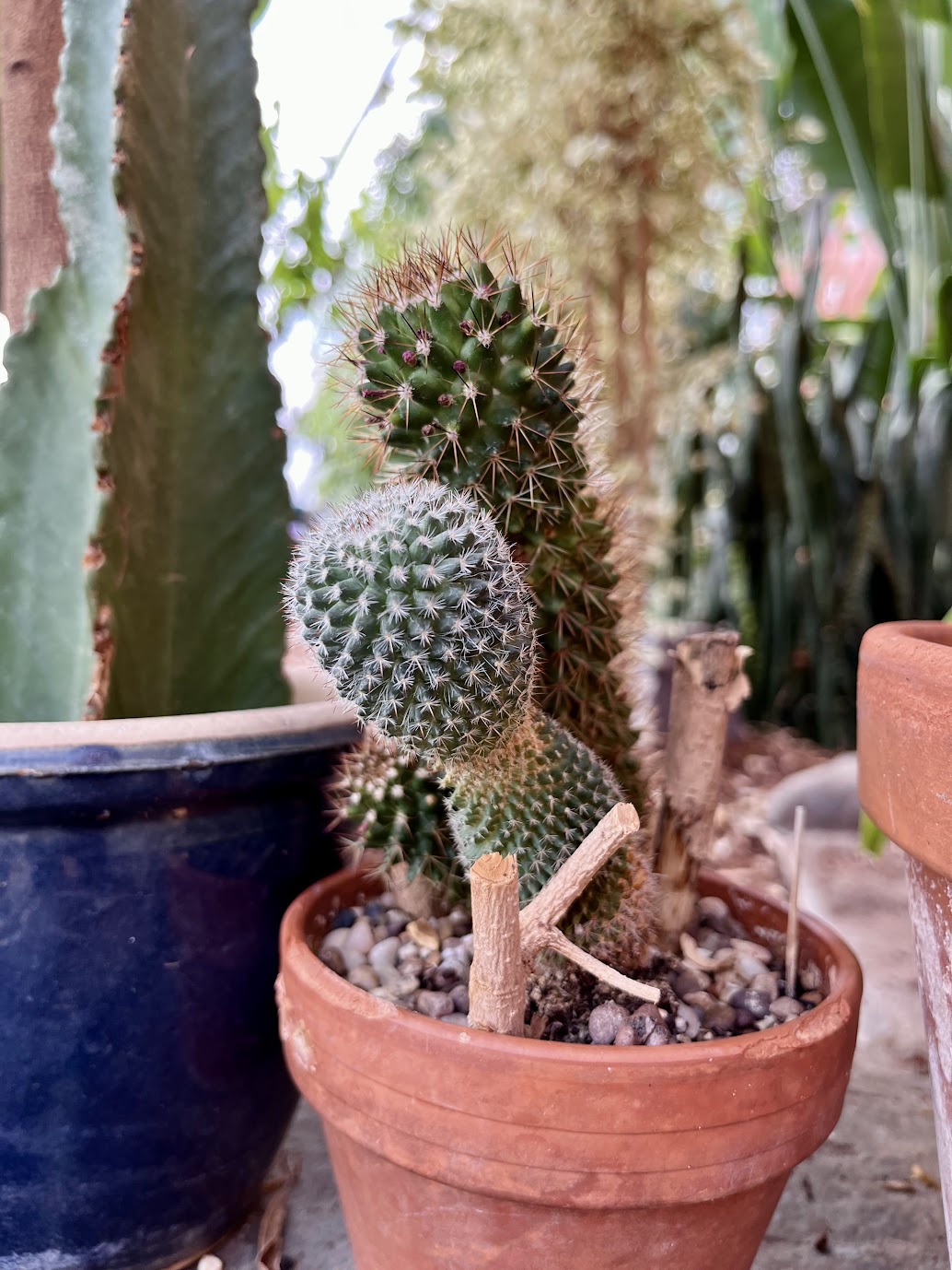 Cluster of cacti in terracotta and ceramic pots