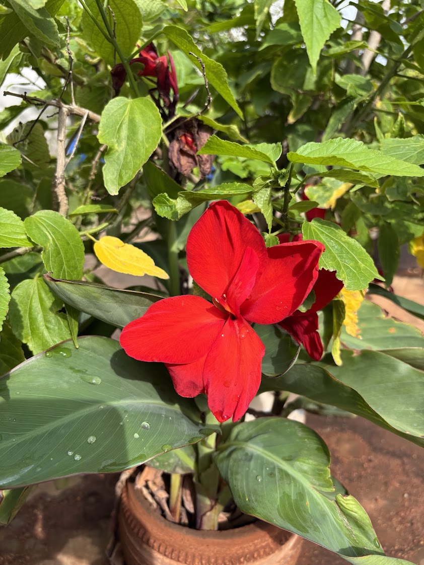 Vivid red canna lily in bloom