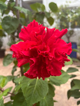 Ruffled double red hibiscus