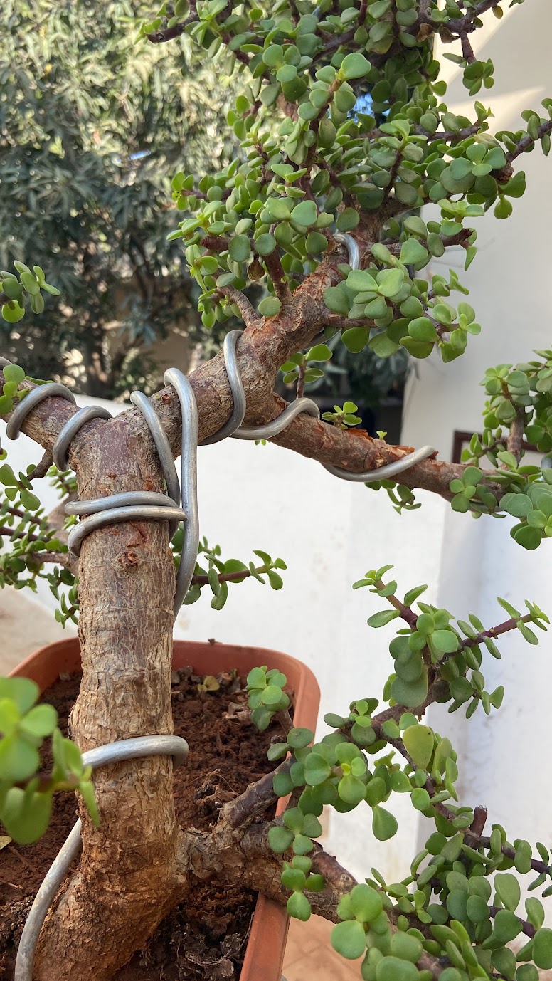 Jade bonsai with wired branches