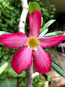 Vivid magenta adenium flower