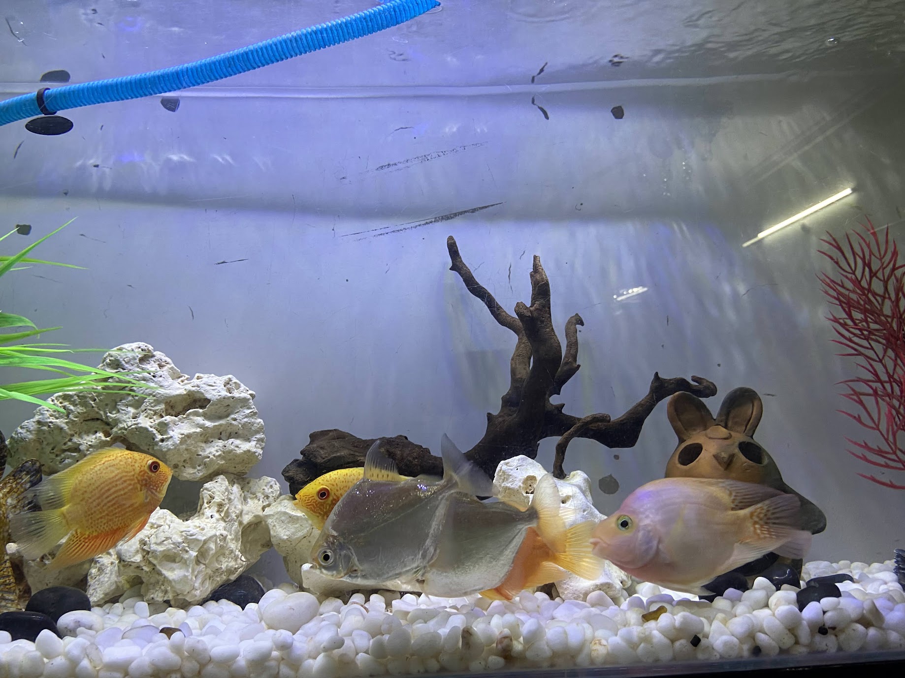 Severums, a piranha and parrot cichlid scape
