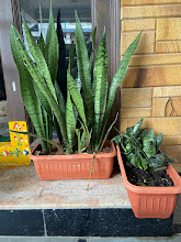 Snake plants in long planters by the doorway