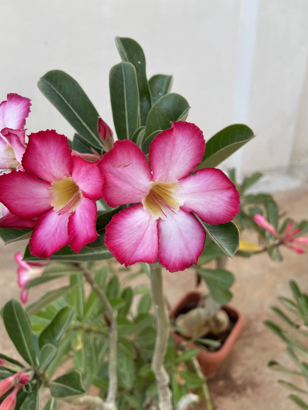 Pink adenium flowers with red edges