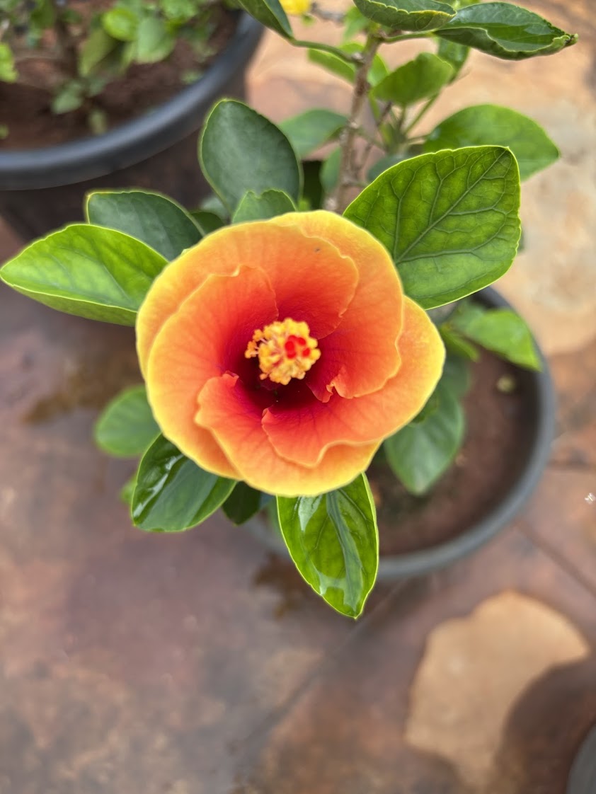 Orange ruffled hibiscus with crimson eye