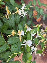 White and yellow honeysuckle blossoms
