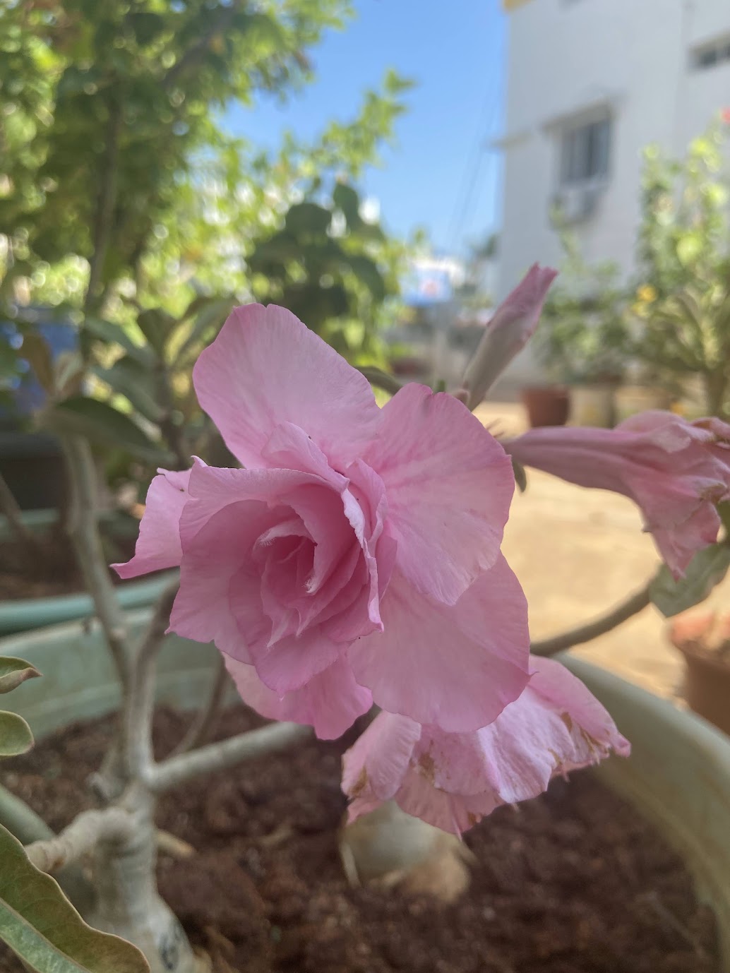 Pale pink double adenium in a ceramic pot