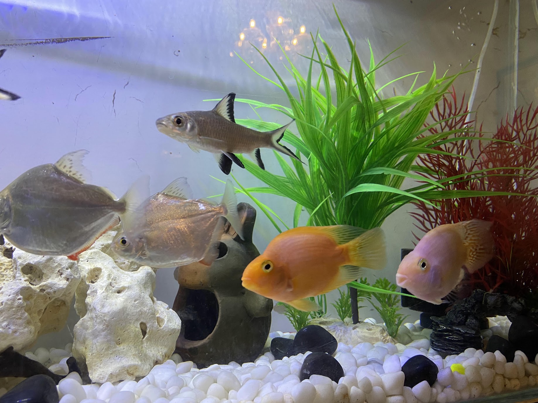 Community tank — pacus, parrot cichlids and a bala shark