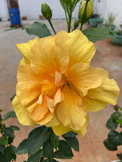 Yellow double hibiscus