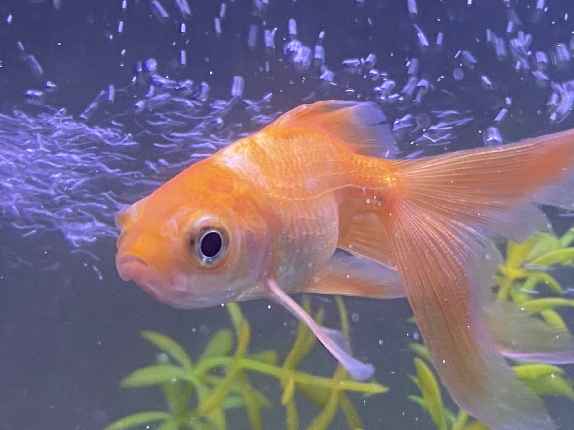 Orange comet goldfish in a stream of bubbles