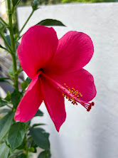 Pink hibiscus in full bloom