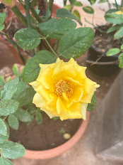 Yellow rose after the rain