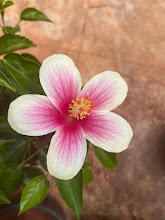 Variegated pink and cream hibiscus bloom