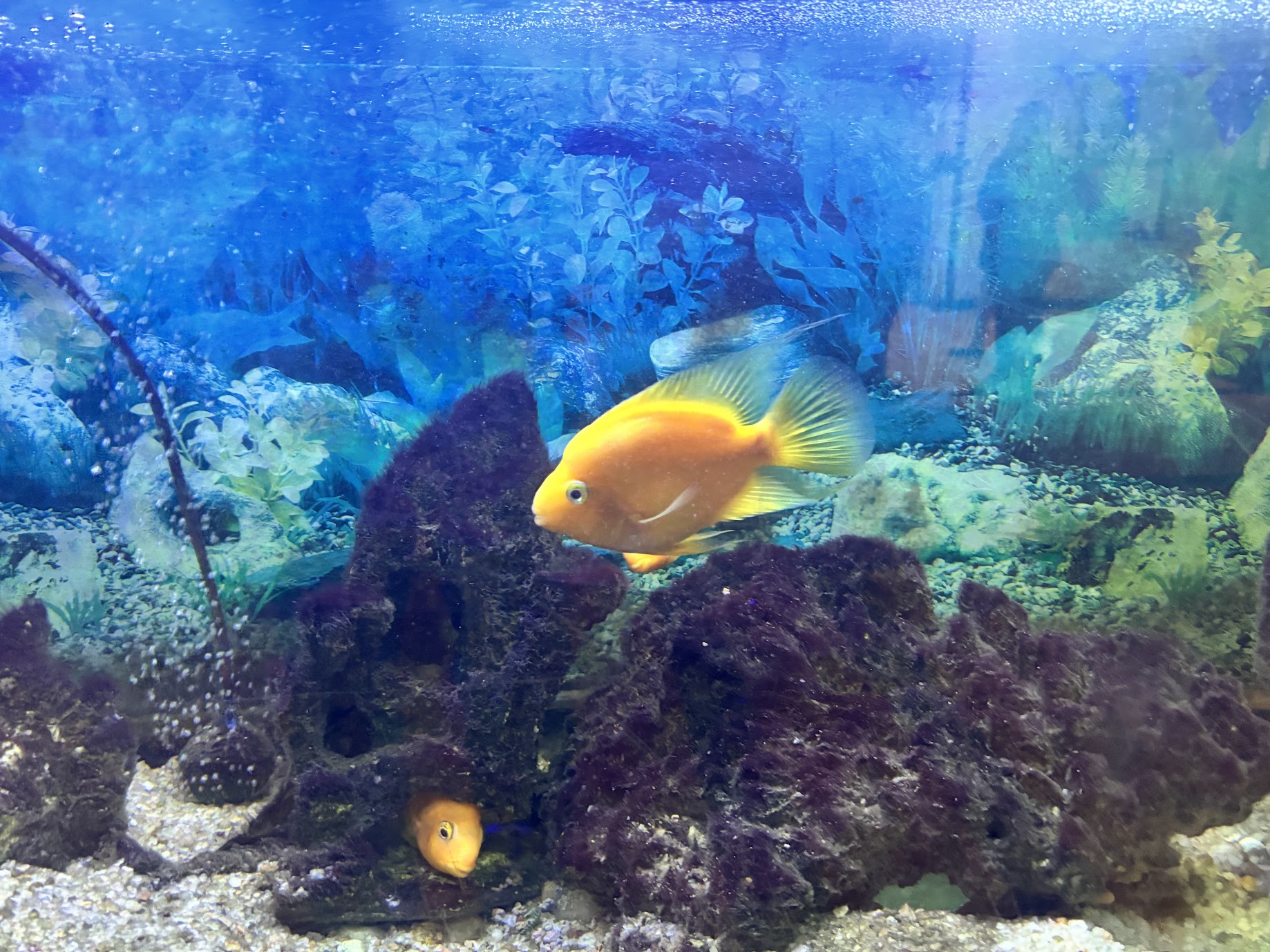 Orange parrot cichlid against a deep blue planted backdrop