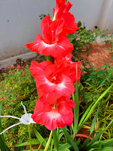 Bright red gladiolus stalks