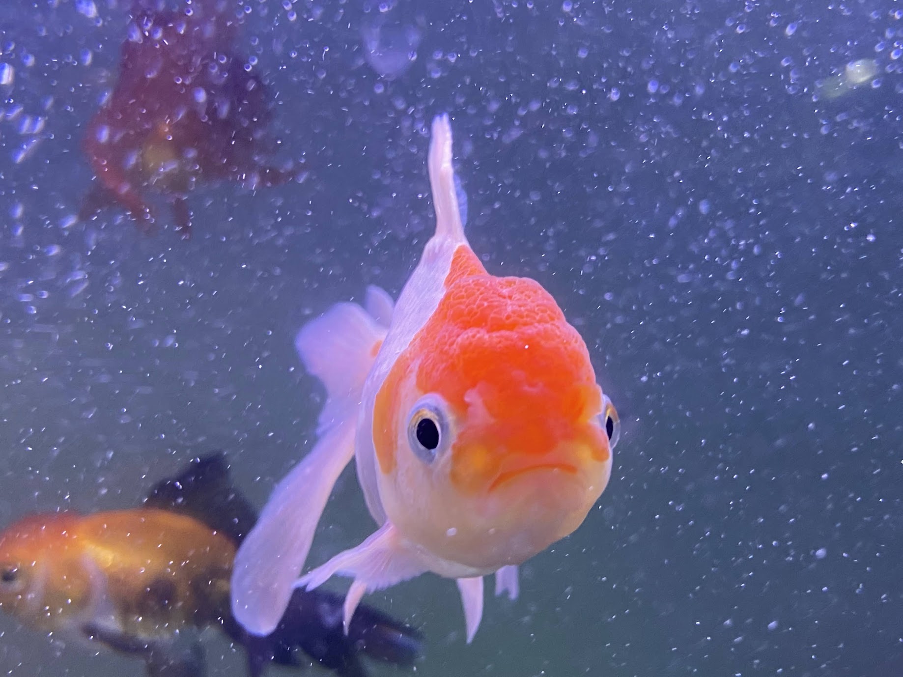 Red-cap oranda head-on, looking at the camera