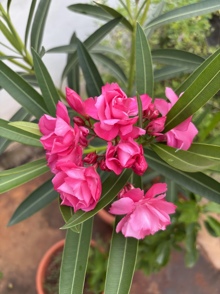 Cluster of pink oleander blooms
