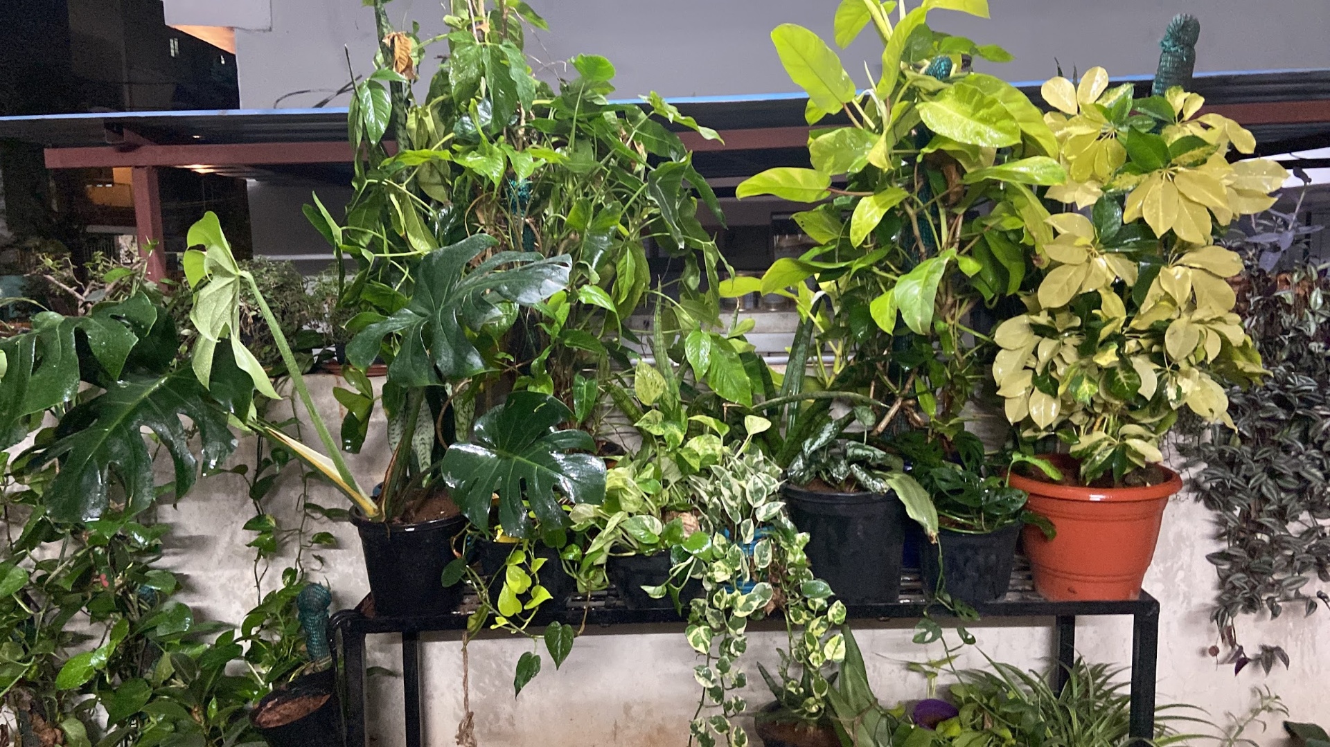 Shelf of foliage plants — monstera, schefflera, pothos and snake plants