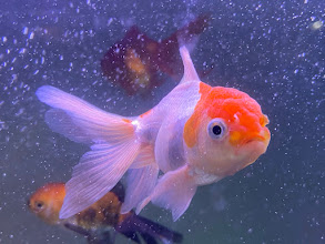 Pair of red-and-white orandas at the surface
