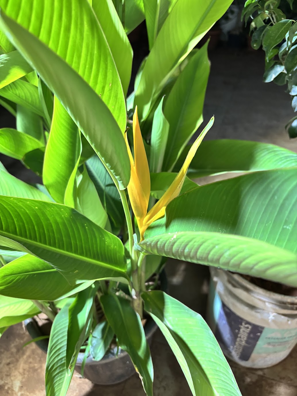 Yellow heliconia bract rising through broad green leaves