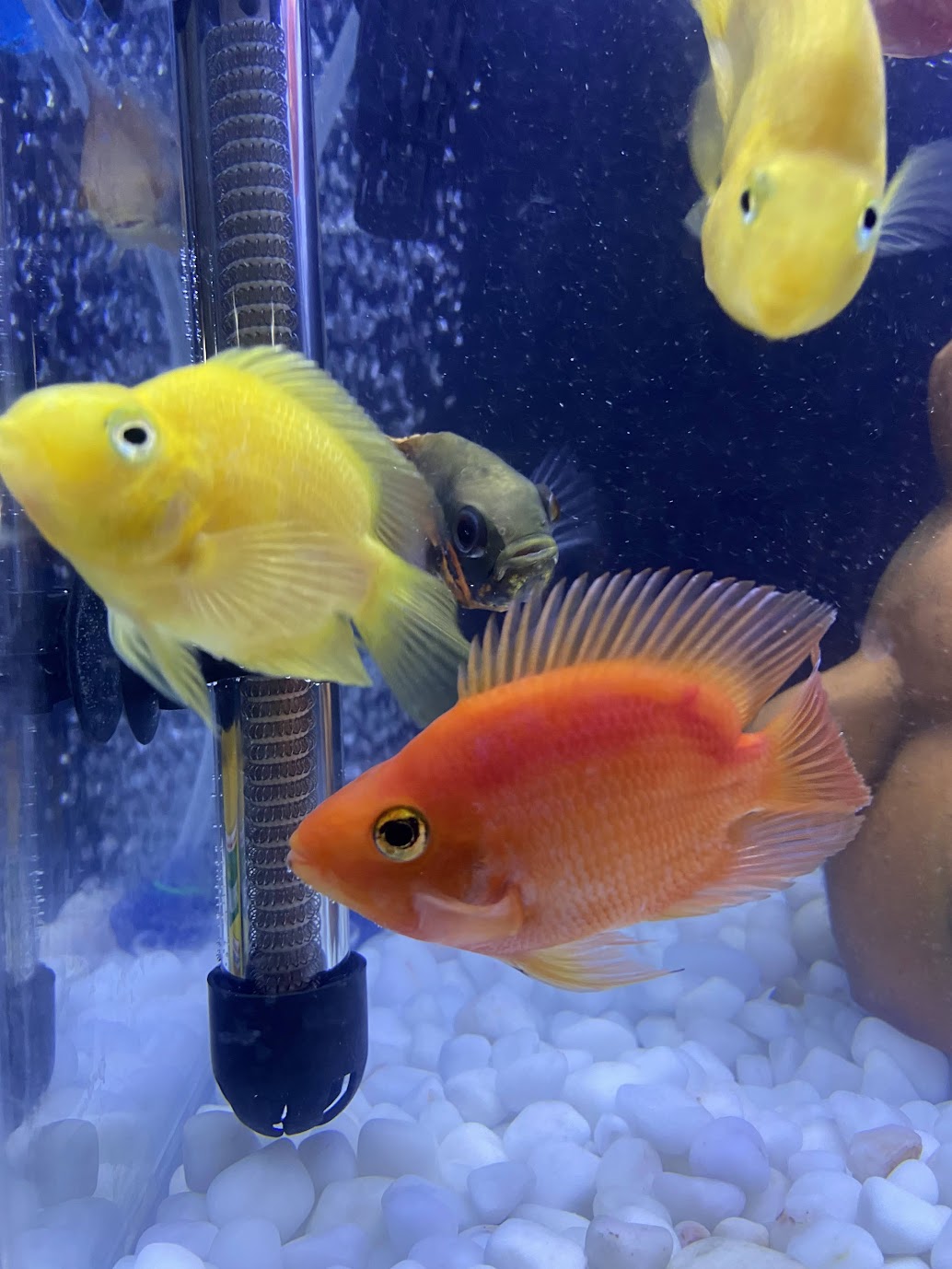 Yellow and red blood parrot cichlids over white gravel