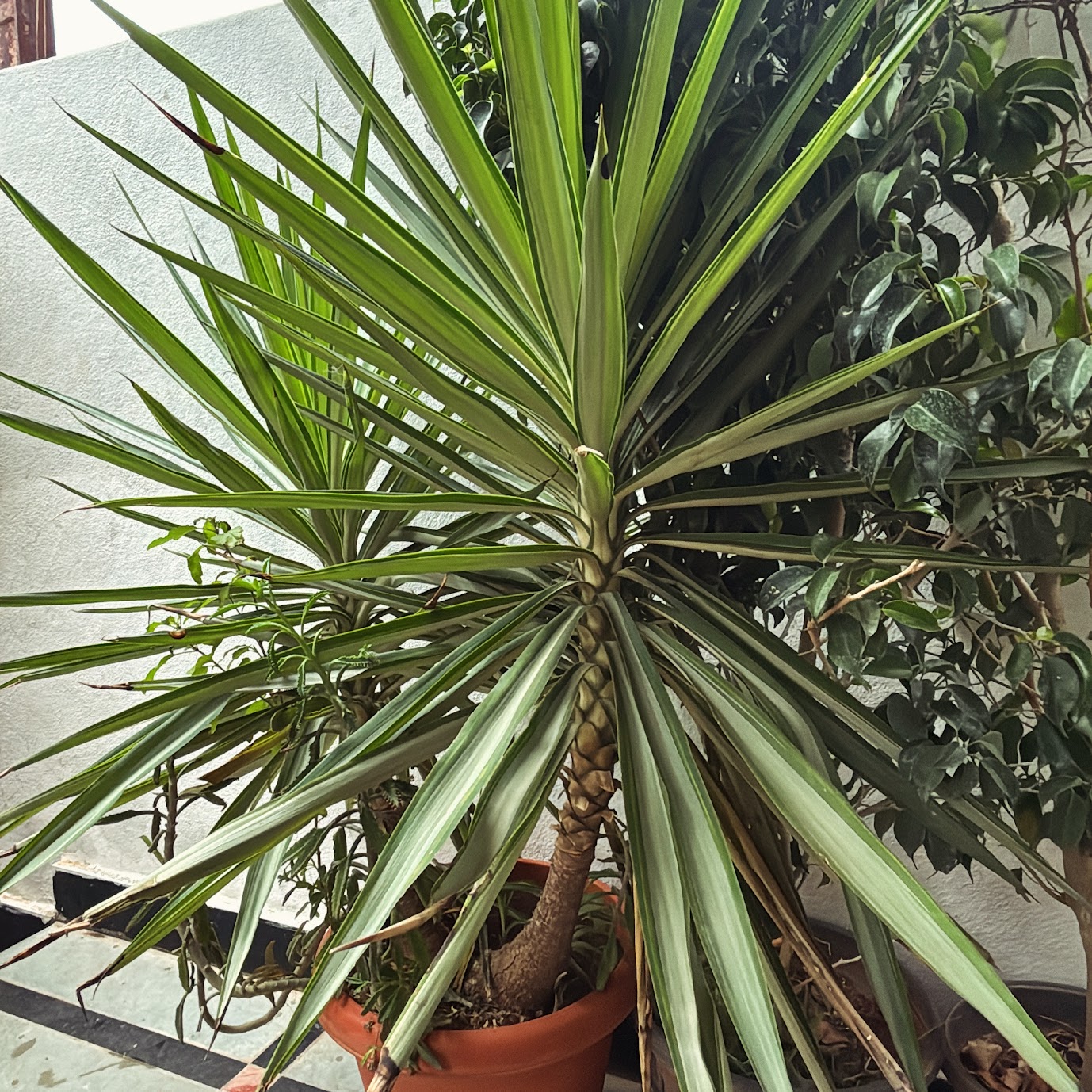 Mature yucca plant in a terracotta pot