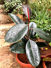 Burgundy rubber plant with glossy dark leaves