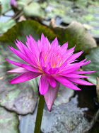 Magenta water lily floating on the pond