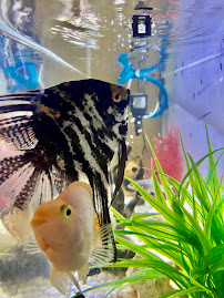 Zebra-striped angelfish next to a parrot cichlid