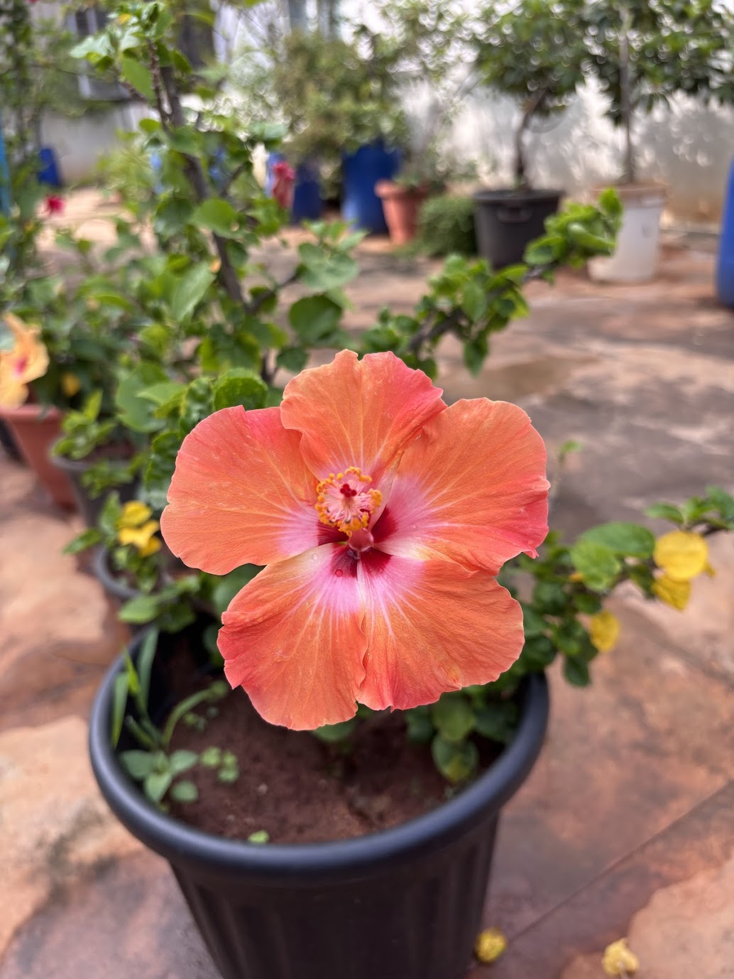 Coral-orange hibiscus in a black planter