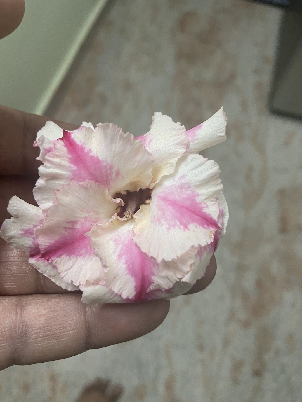 White adenium with pink centers, up close
