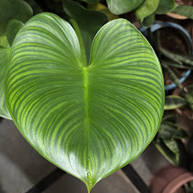 Heart-shaped philodendron leaf, up close