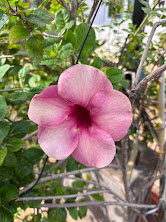 Soft pink allamanda flower
