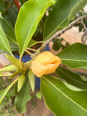 Yellow champa bud opening on the branch