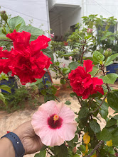 Red and pale pink hibiscus blooms together