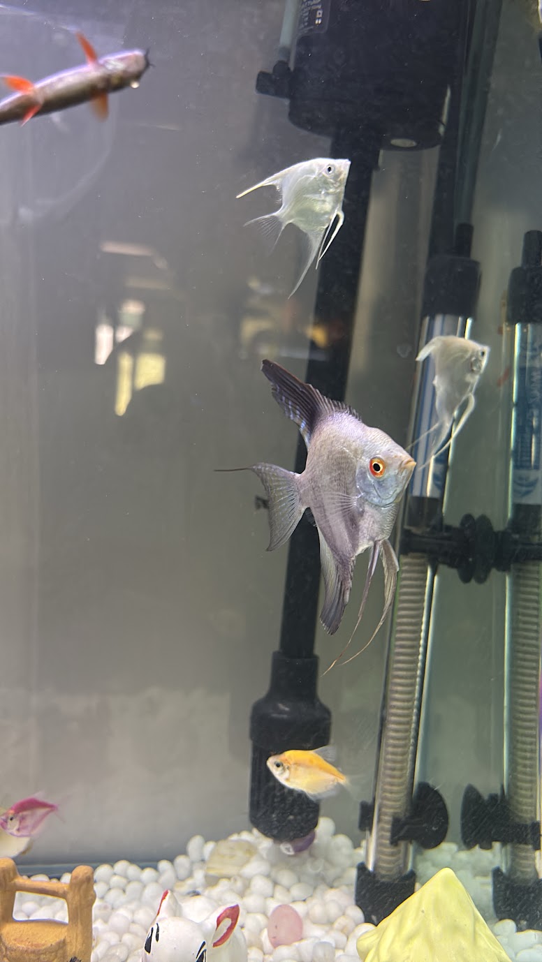 Silver angelfish gliding past the heater