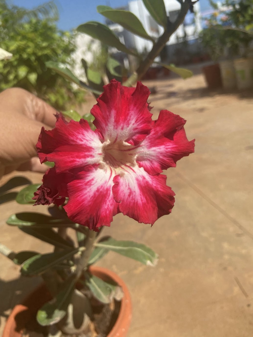 Crimson adenium with white throat