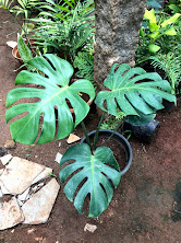 Monstera deliciosa with fenestrated leaves