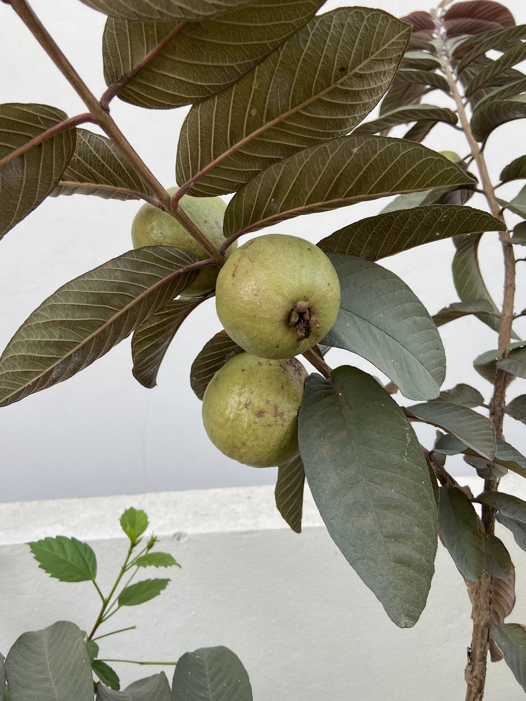 Guavas ripening on the branch