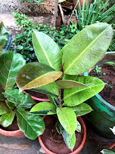 Broad-leaved rubber plant in a terracotta pot