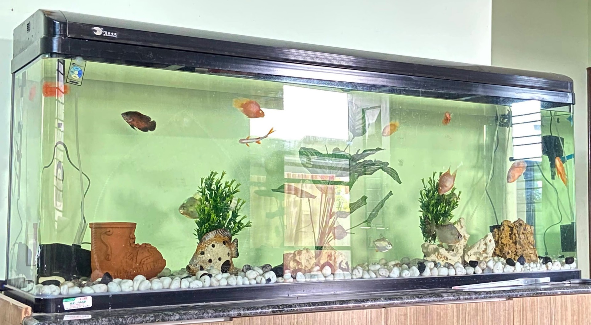 Wide view of the living-room tank with cichlids and goldfish