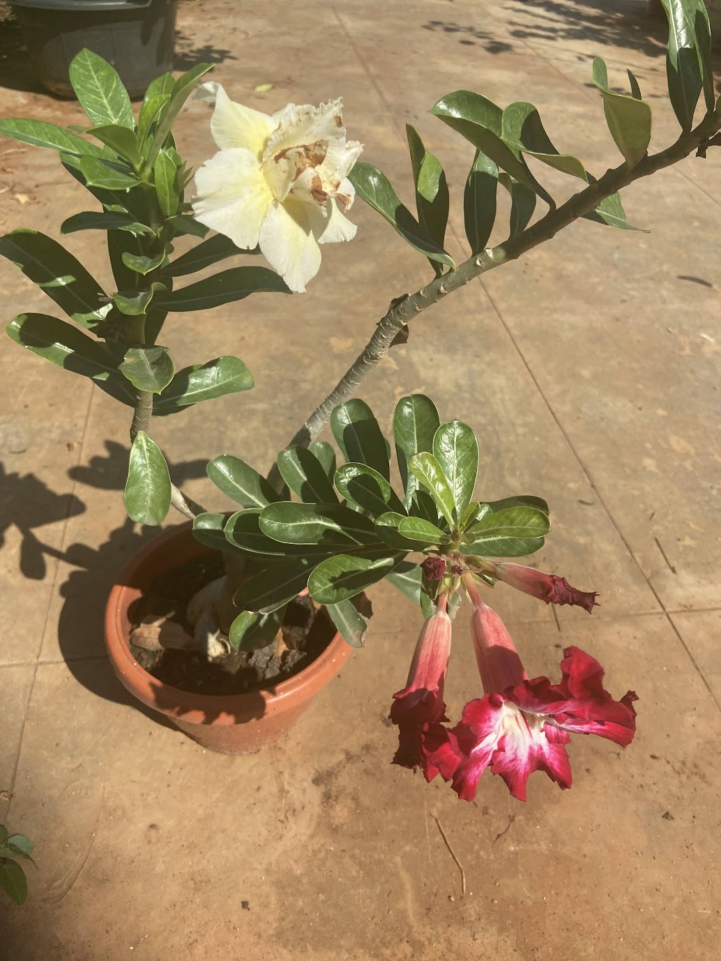 Cream and red adenium blooms on the same plant