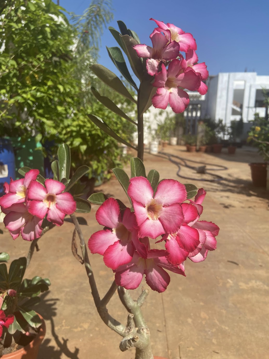 Cluster of pink adenium blooms on the terrace