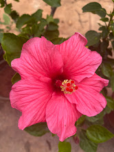 Bright pink single hibiscus